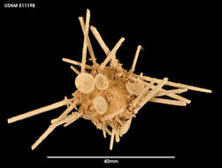 Слика од Goniocidaris subgen. Aspidocidaris Mortensen 1928