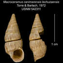 Imagem de Macroceramus canimarensis lechuzaensis C. Torre & Bartsch 2008