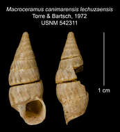 Imagem de Macroceramus canimarensis lechuzaensis C. Torre & Bartsch 2008