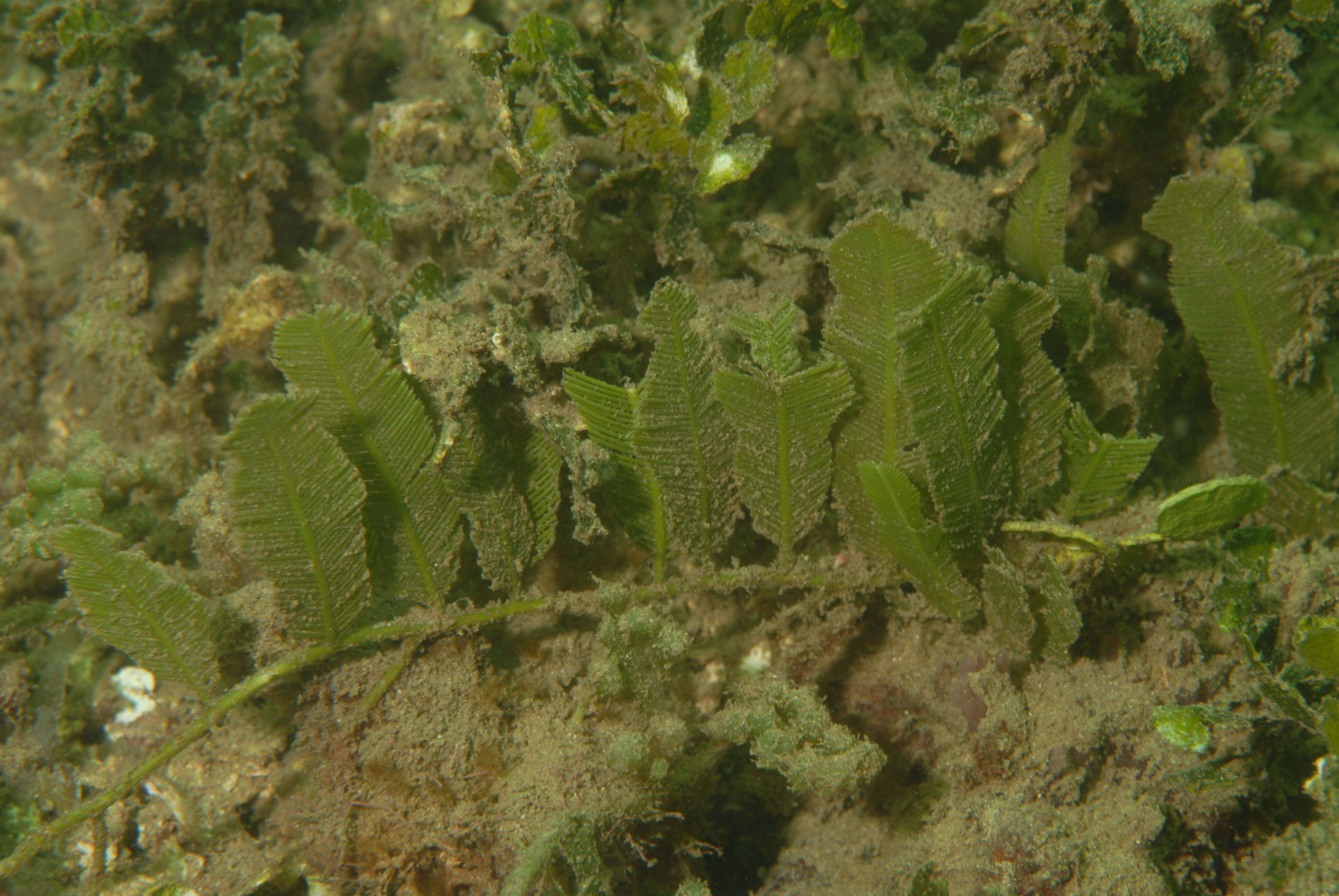 Image of Caulerpa J. V. F. Lamouroux 1809