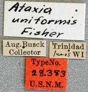 Image of Ataxia uniformis Fisher 1926