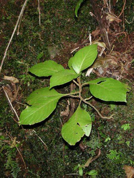 Image of largeflower cyrtandra