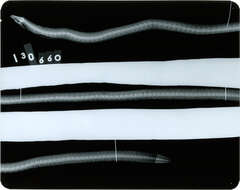 Image of Penn&#39;s thrush eel