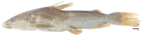 Image of Besudo sea catfish