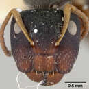 Image of Camponotus mucronatus hirsutinasus Wheeler 1934