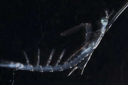 Image of Gonodactylidae