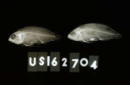 صورة Plesiops cephalotaenia Inger 1955