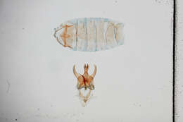 Image of Scythris ridiculella Caradja 1920