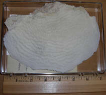 Image of Lamarck´s sheet coral