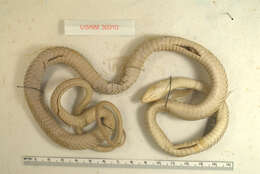 Image of Mexican White-lipped Snake