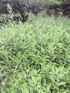 Image de Solidago velutina subsp. californica (Nutt.) Semple