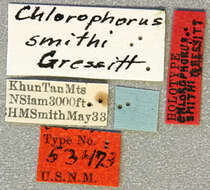 Image of Chlorophorus smithi Gressitt 1941