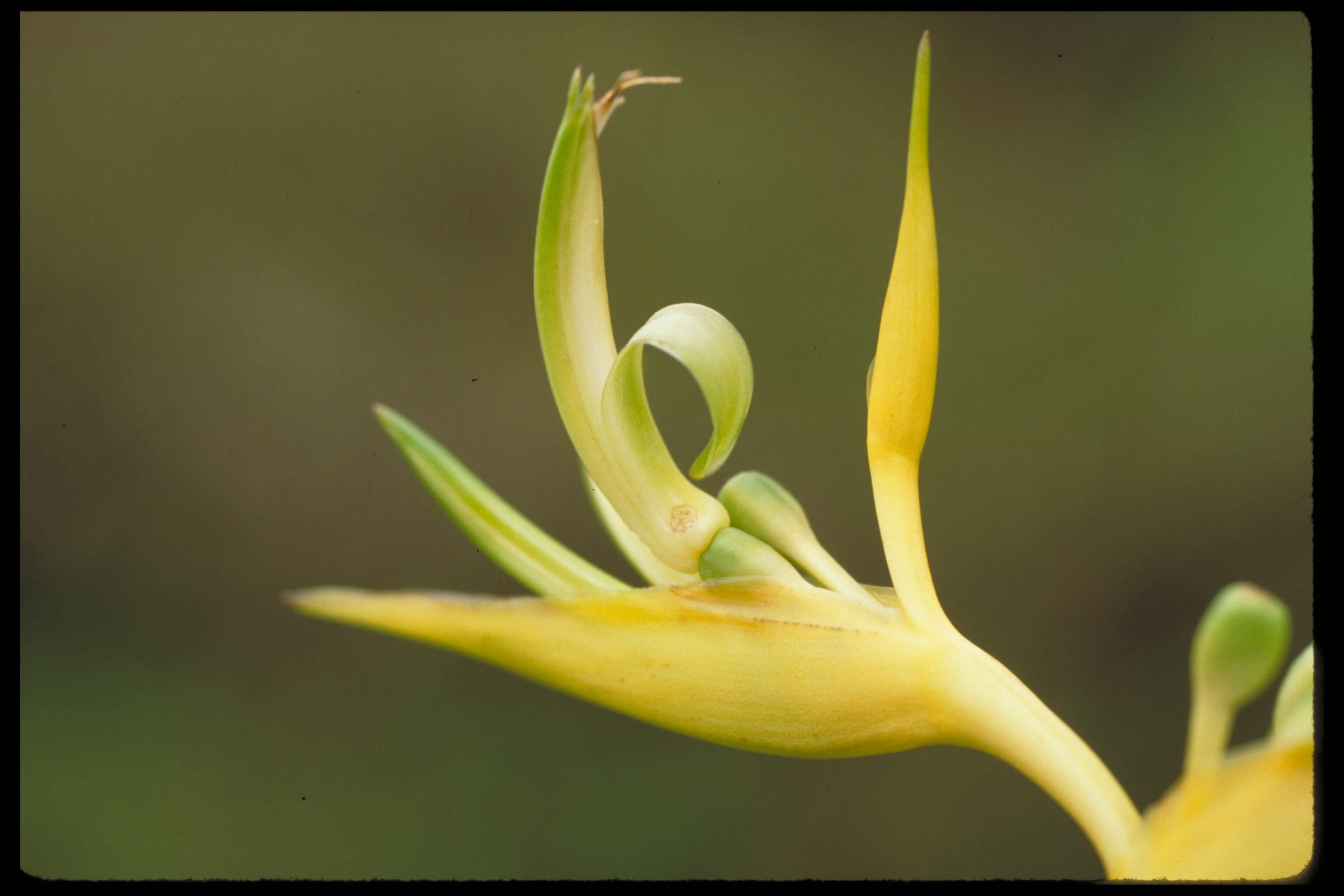 Image of Heliconia clinophila R. R. Sm.