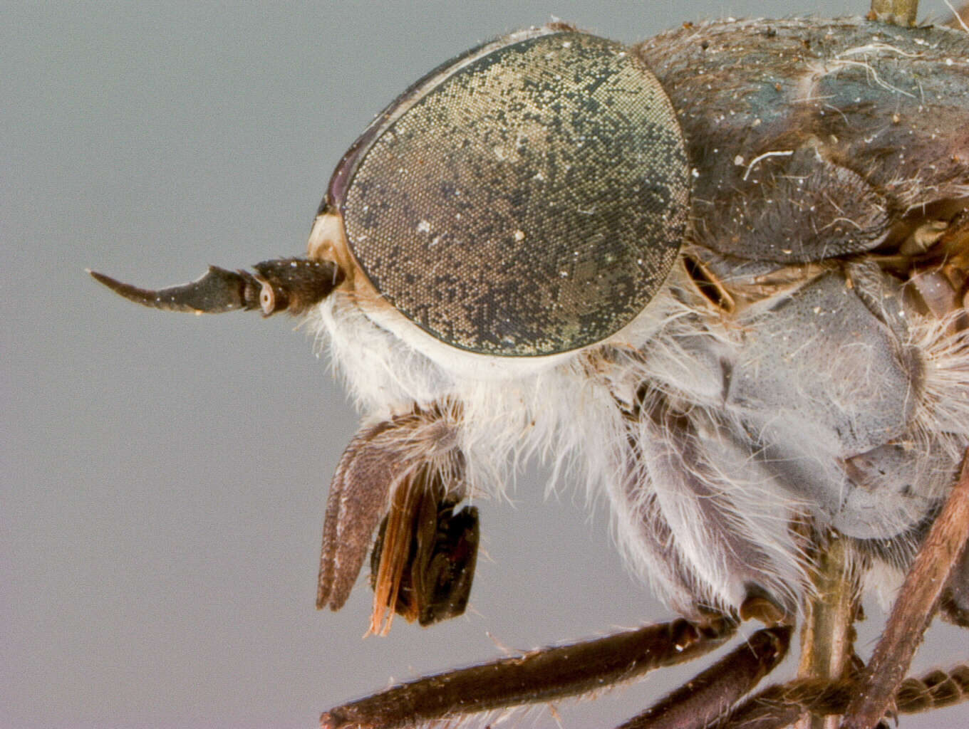 Image de Tabanus baguiensis Philip 1959