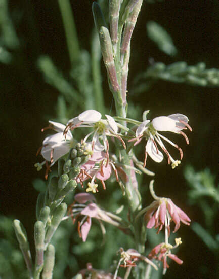 Oenothera suffrutescens (Ser.) W. L. Wagner & Hoch resmi