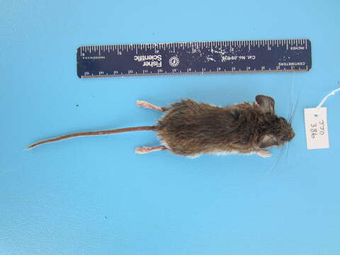 Image of Deer Mouse