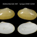 صورة Malletia faba Dall 1897