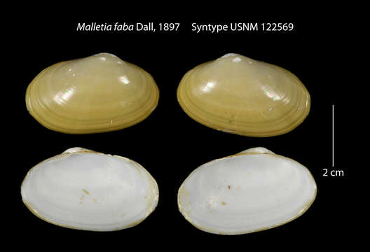 صورة Malletia faba Dall 1897