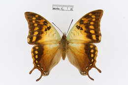 صورة Charaxes candiope Godart 1824