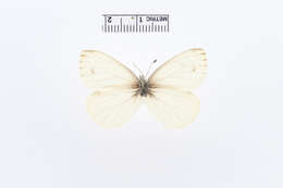 Image of Pieris Hübner 1819