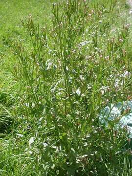 Image of fringed willowherb