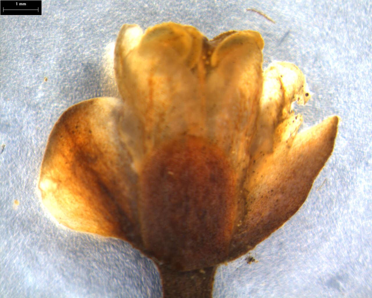 Imagem de Staphylea megaphylla (Tul.) Byng & Christenh.