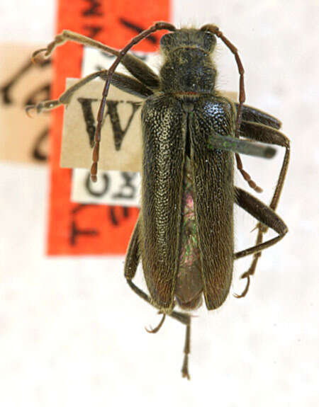 Image of Cortodera subpilosa (Le Conte 1850)