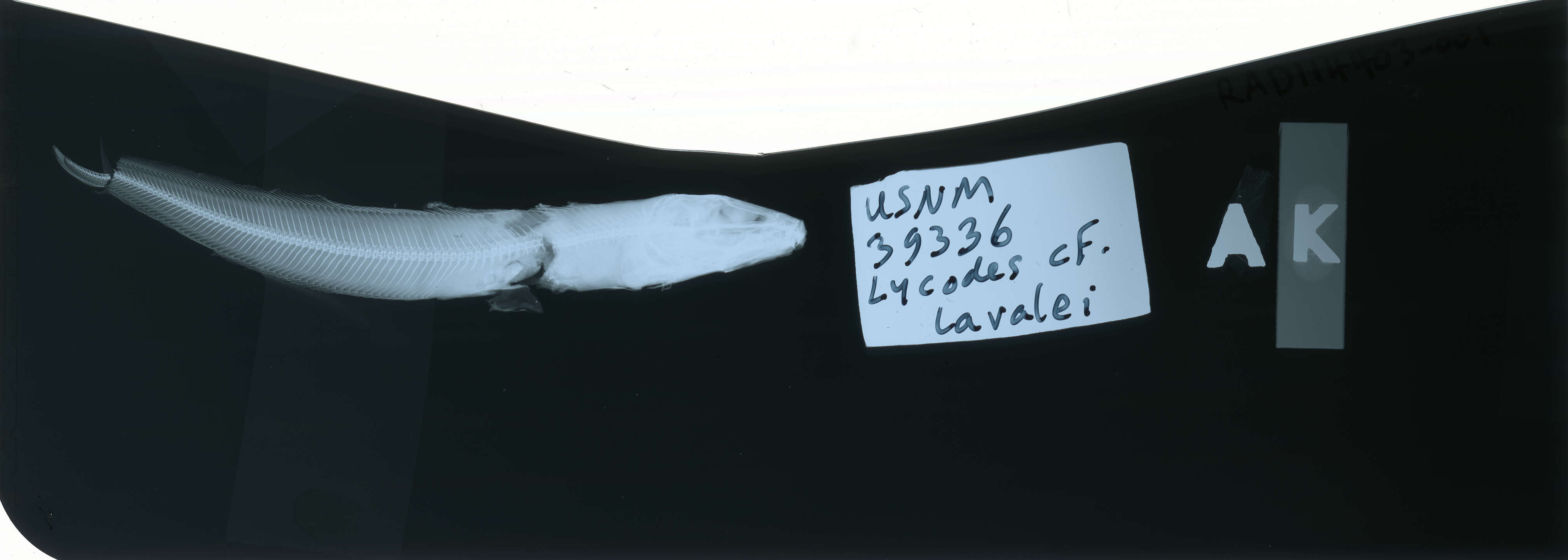 Image of Laval&#39;s eelpout