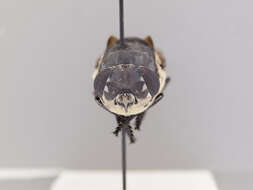 Cuterebra lepusculi Townsend 1897的圖片