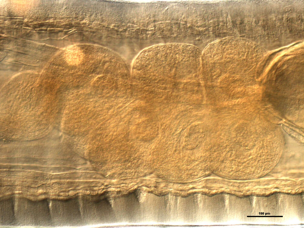 Image of Mediorhynchus papillosus Van Cleave 1916