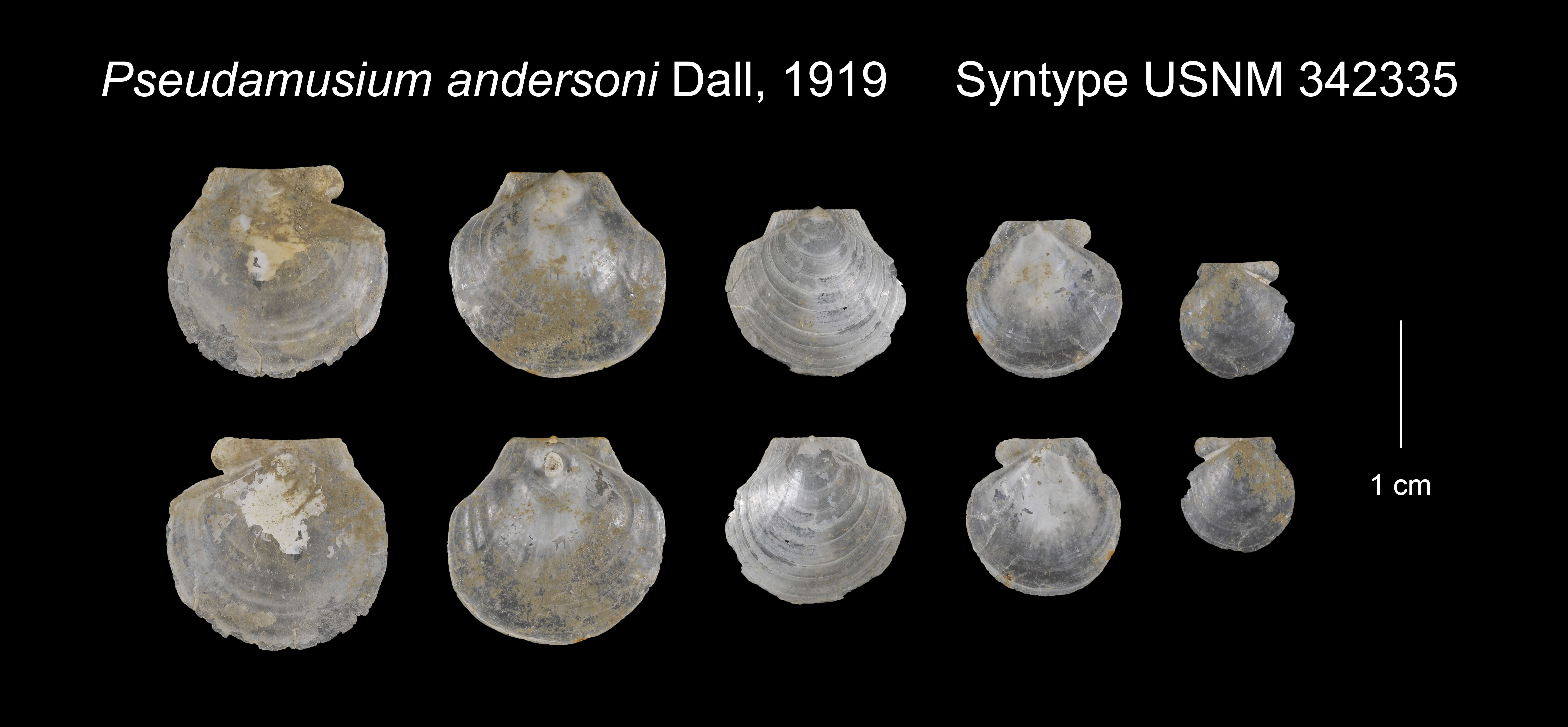 Image of Similipecten Winckworth 1932