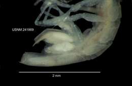 Image of Caecidotea mausi Lewis & Bowman 2009