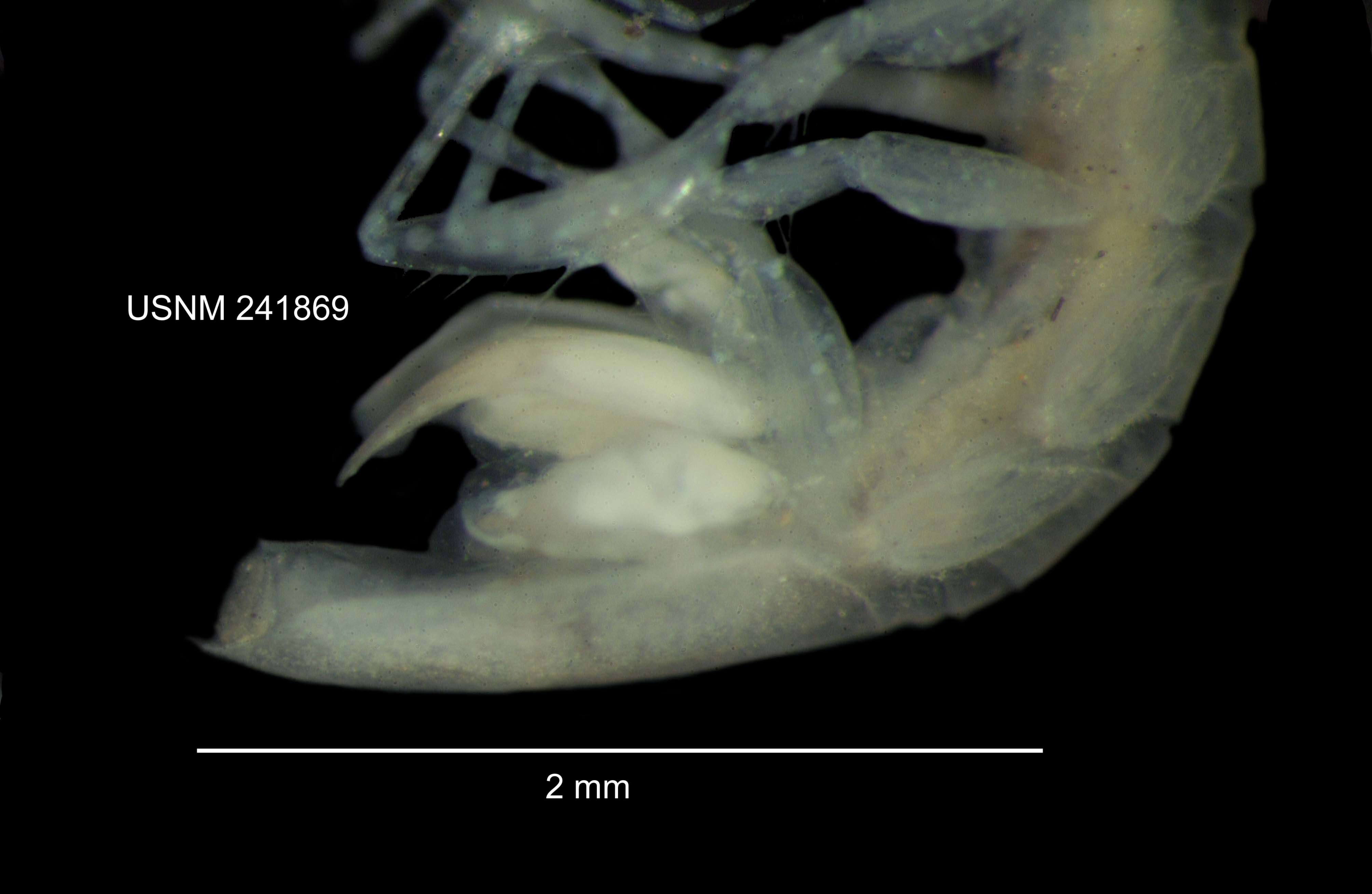 Image of Caecidotea mausi Lewis & Bowman 2009