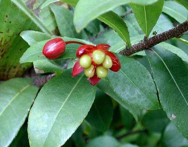 Image of Thomas' bird's-eye bush