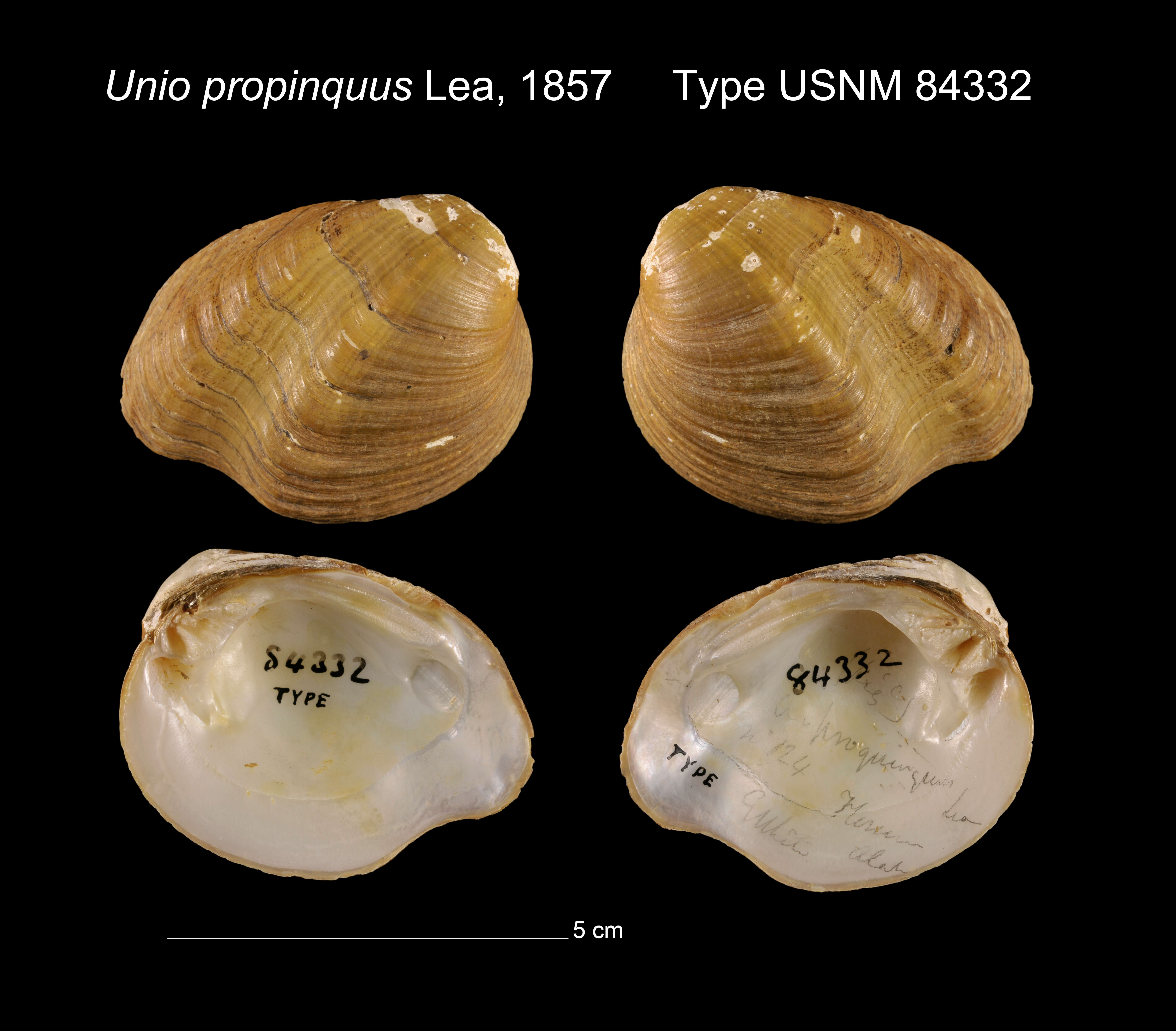 Image of Unio propinquus I. Lea 1857