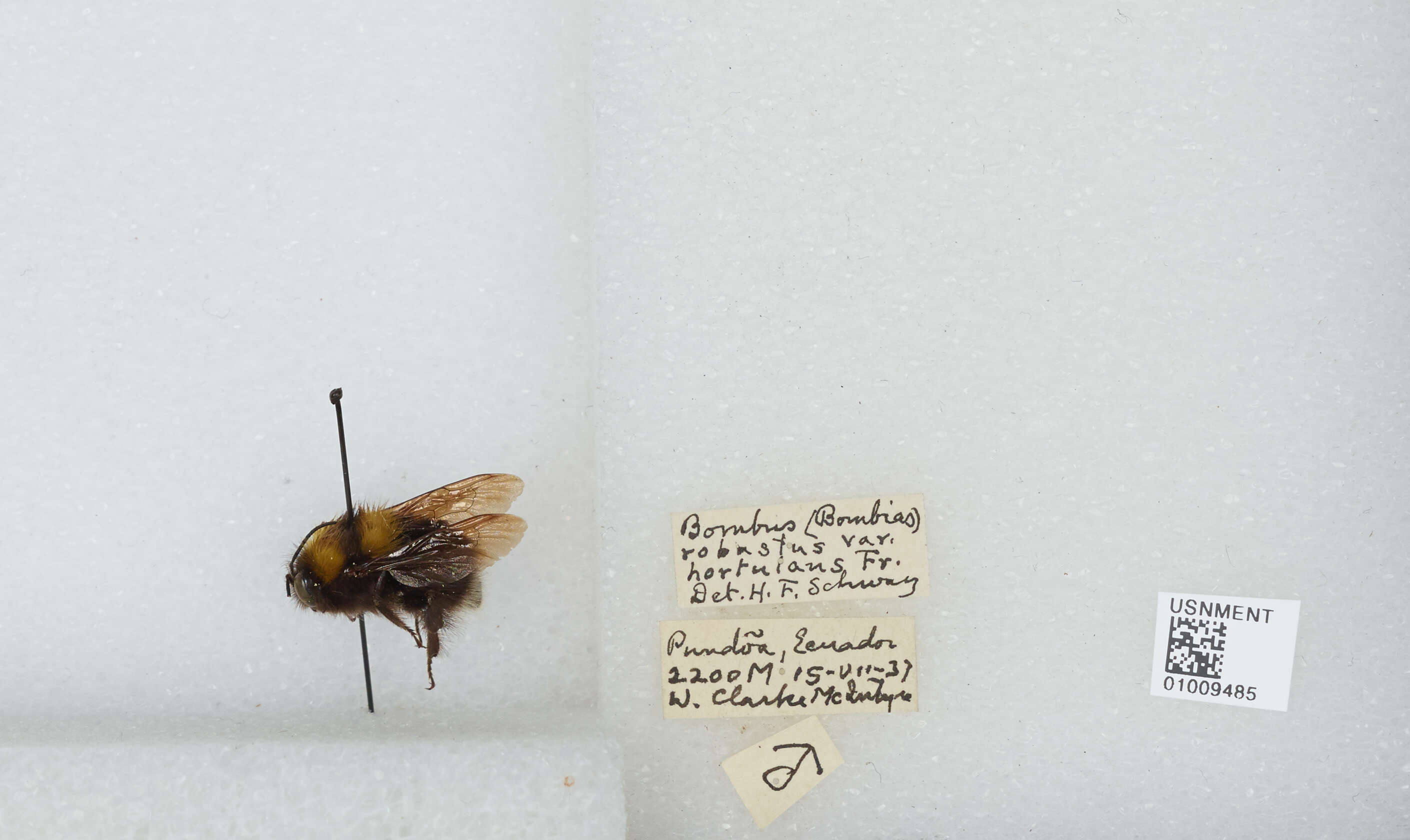 Plancia ëd Bombus hortulanus Friese 1904