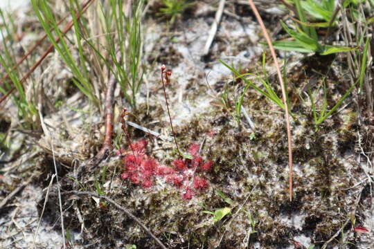 Image of pink sundew