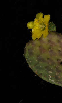 Image of Opuntia decumbens Salm-Dyck