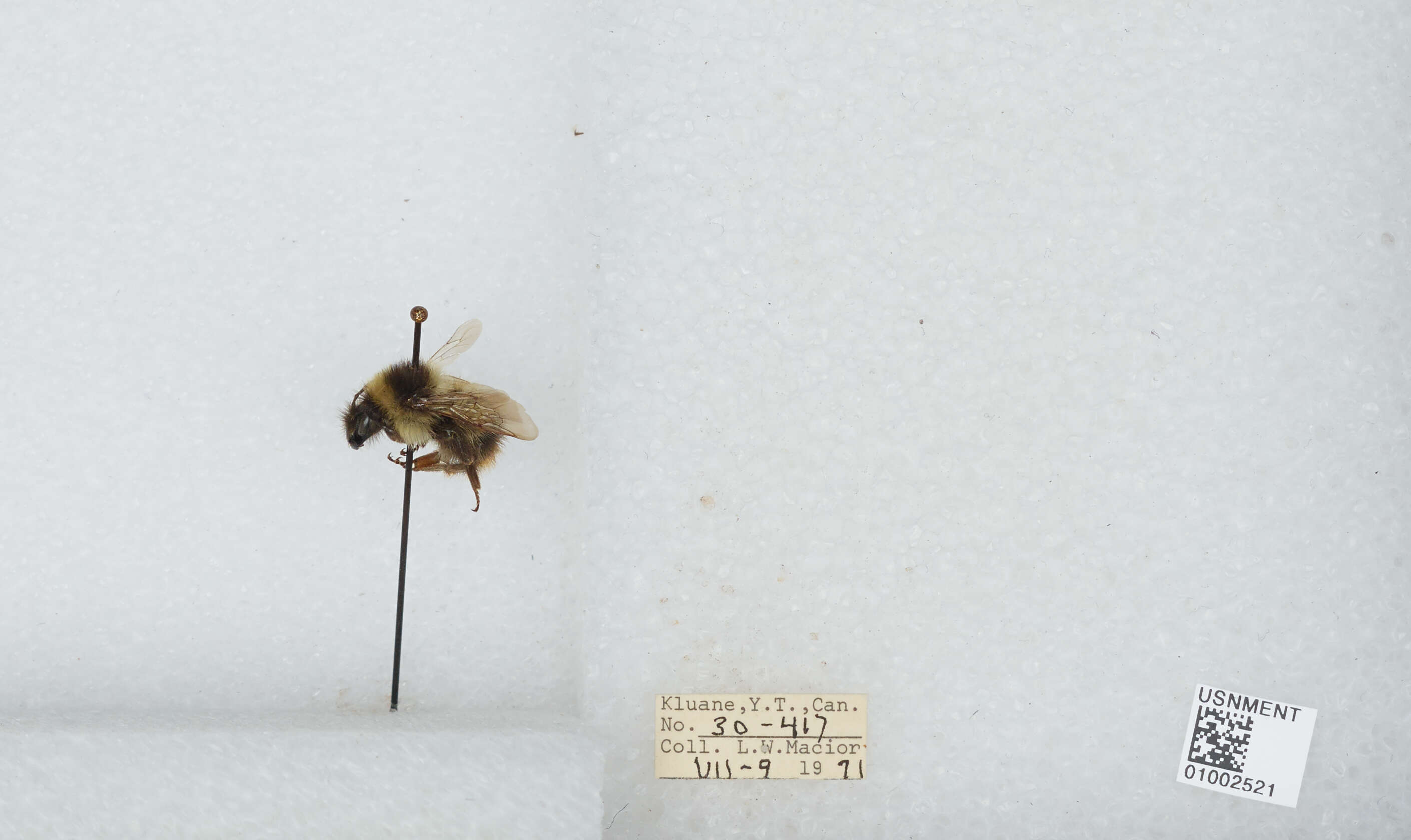 Image of Frigid Bumble Bee