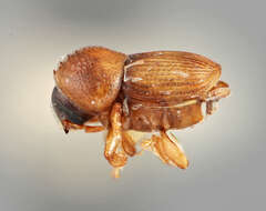 Image of Scolytomimus bicolor Wood 1960