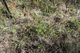 Image de Gaillardia aestivalis (Walt.) H. Rock