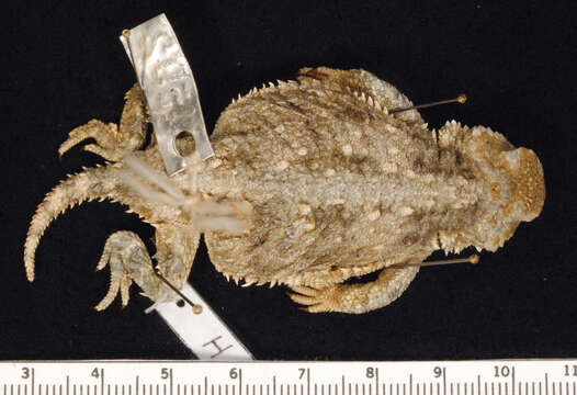 Image of Greater Short-horned Lizard