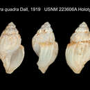 Image of Oenopota quadra (Dall 1919)