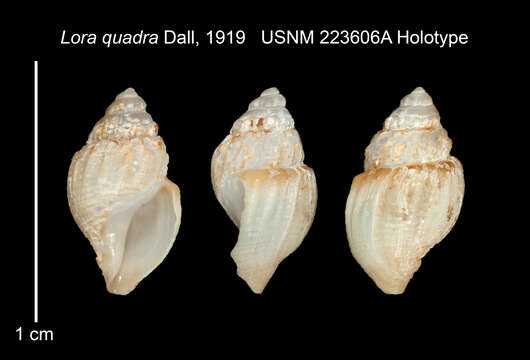 Image of Oenopota quadra (Dall 1919)