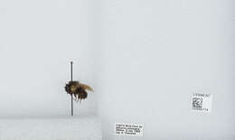 Bombus ephippiatus Say 1837 resmi