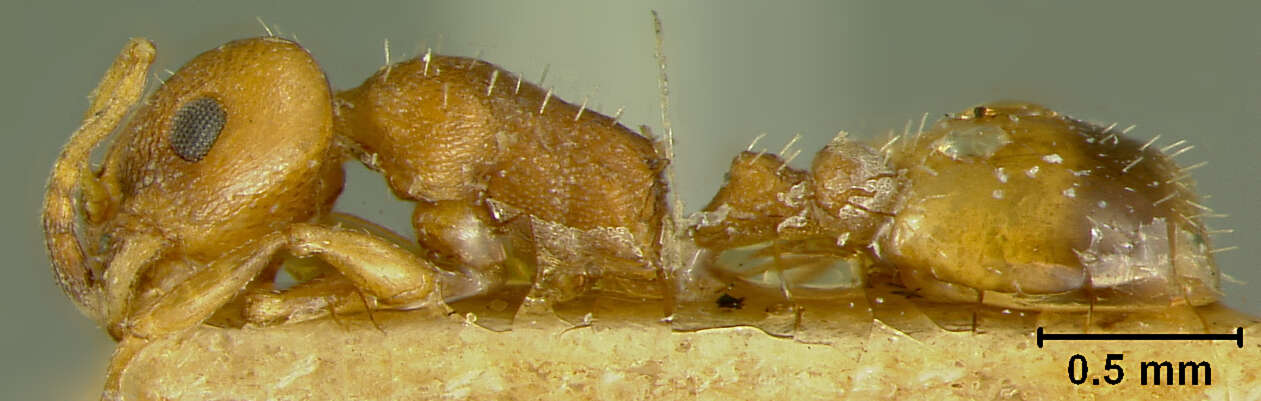 Image of Leptothorax bulgaricus Forel 1892