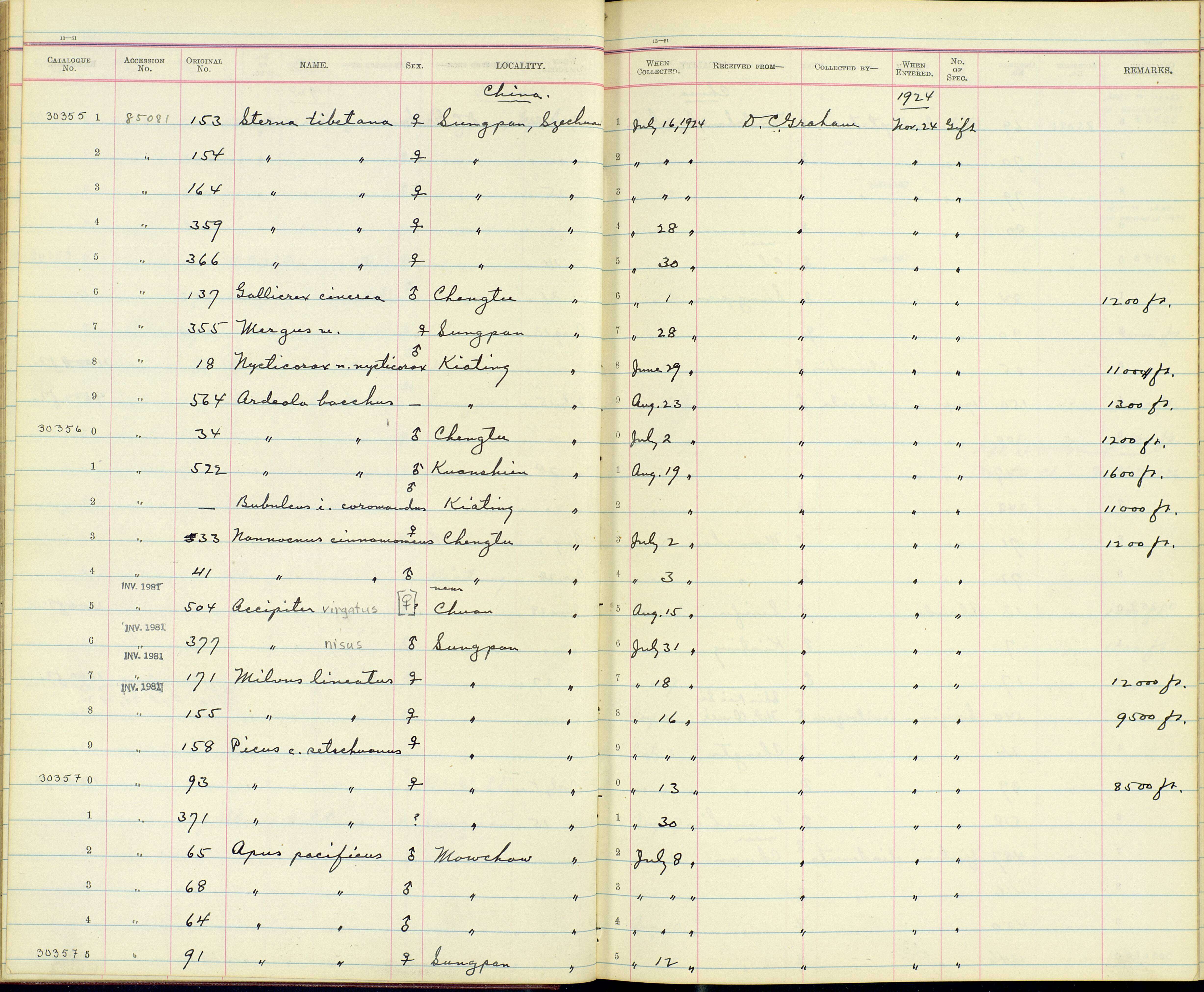 Sivun Picus canus sordidior (Rippon 1906) kuva