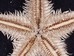 Image of Astropecten marginatus Gray 1840