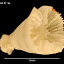 Image de Crispatotrochus irregularis (Cairns 1982)