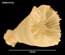 Image of Crispatotrochus irregularis (Cairns 1982)